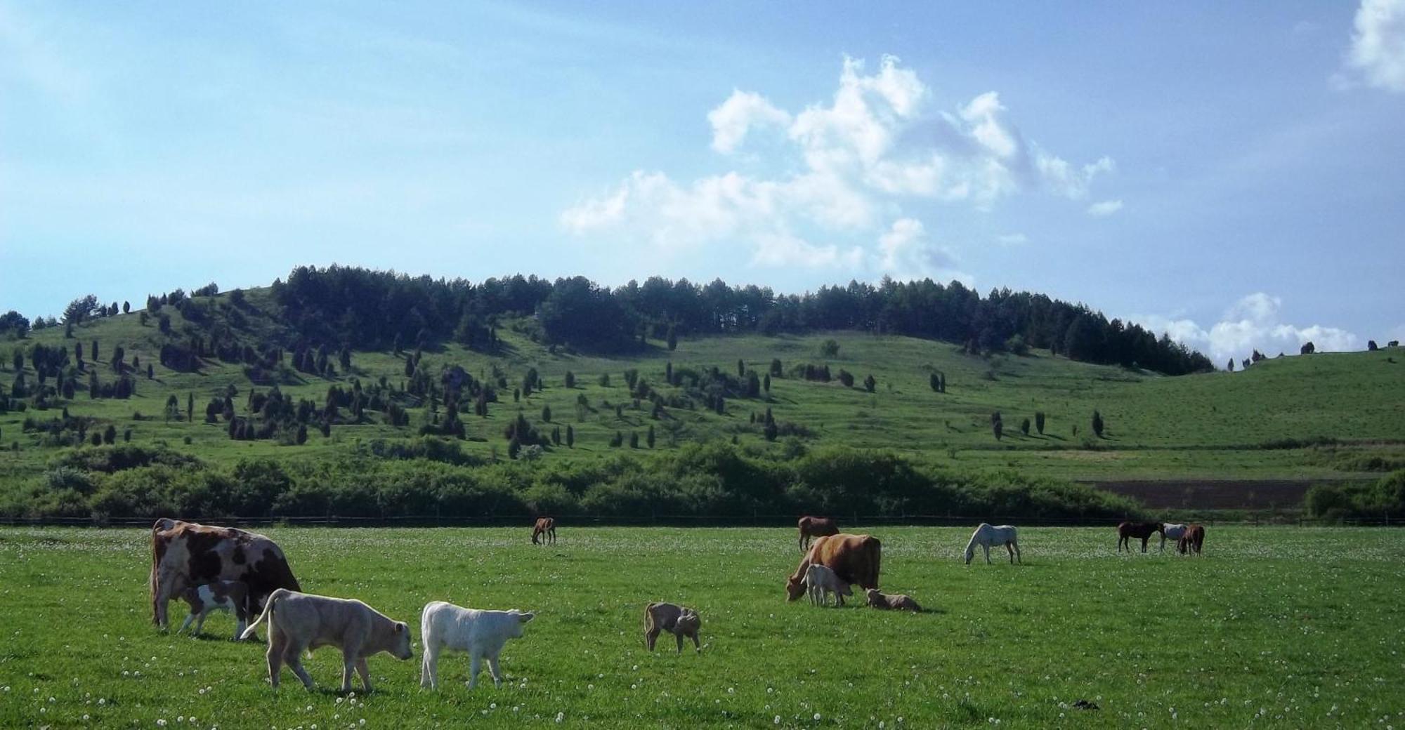 Penzion Ranch Fah Lejlighed Spišské Podhradie Eksteriør billede