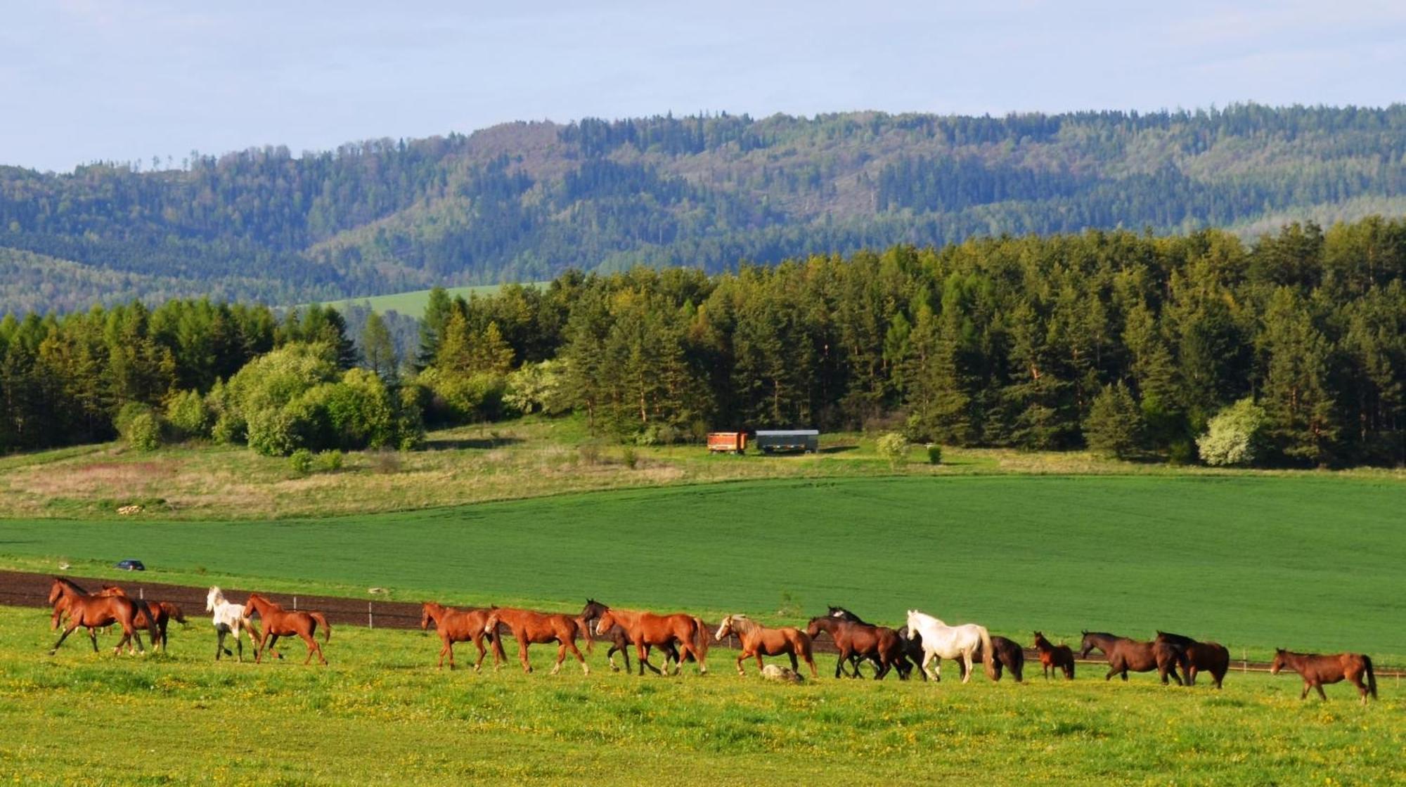 Penzion Ranch Fah Lejlighed Spišské Podhradie Eksteriør billede