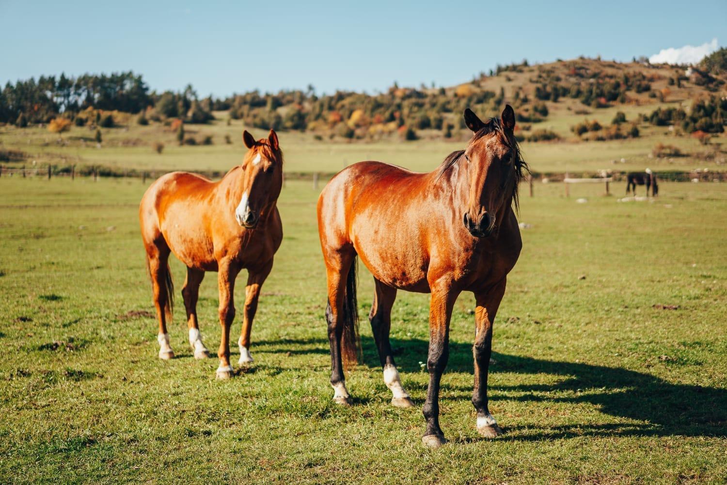 Penzion Ranch Fah Lejlighed Spišské Podhradie Eksteriør billede