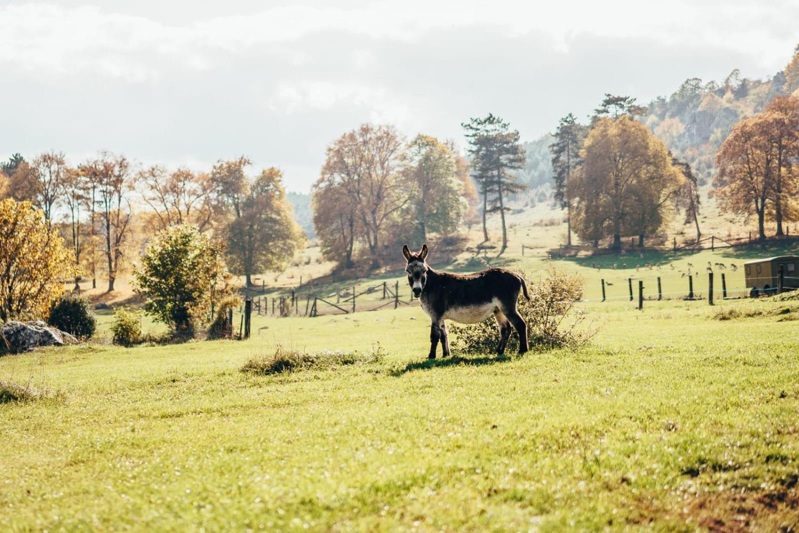 Penzion Ranch Fah Lejlighed Spišské Podhradie Eksteriør billede