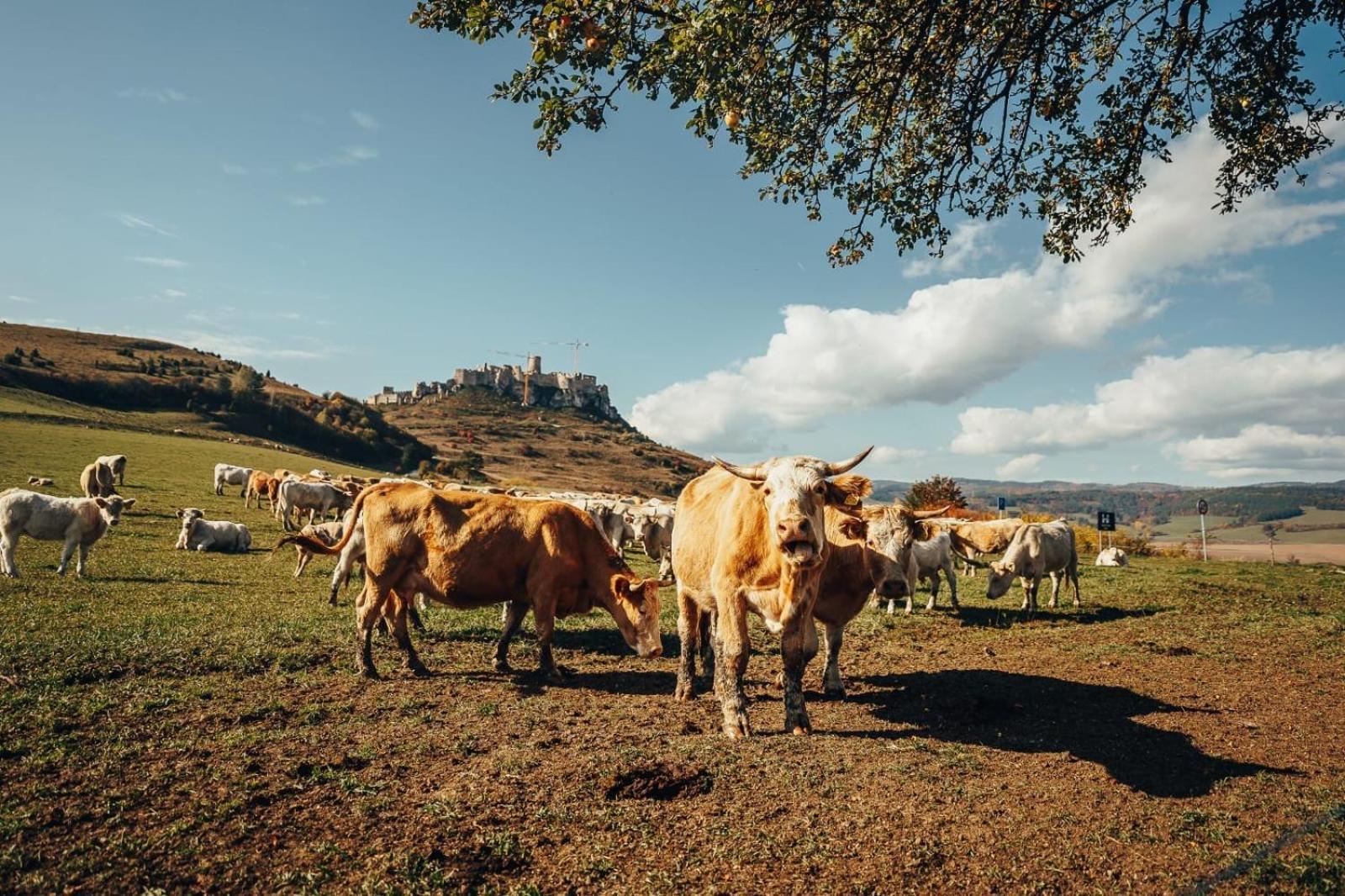Penzion Ranch Fah Lejlighed Spišské Podhradie Eksteriør billede